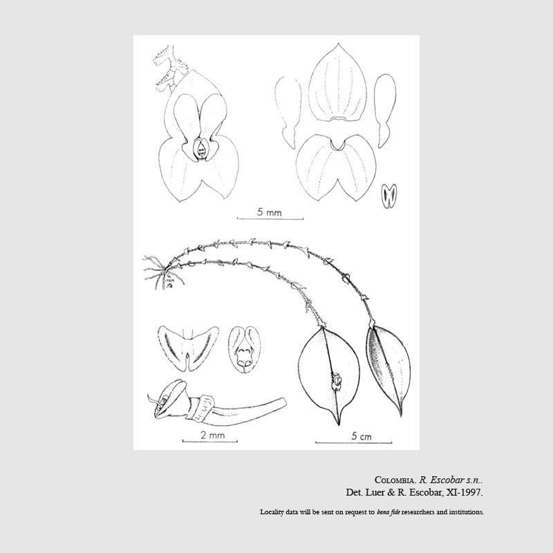 Lepanthes cunicularis